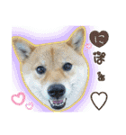豆柴あずき❤（個別スタンプ：18）