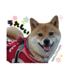 豆柴あずき❤（個別スタンプ：19）