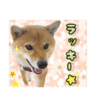 豆柴あずき❤（個別スタンプ：20）