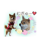 豆柴あずき❤（個別スタンプ：24）