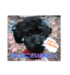 黒プードル犬 可愛いスタンプ！（個別スタンプ：4）