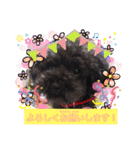 黒プードル犬 可愛いスタンプ！（個別スタンプ：6）