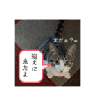 アルナハ(総集編+おまけ)（個別スタンプ：4）