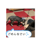 アルナハ(総集編+おまけ)（個別スタンプ：39）
