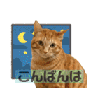 Johnny ＆ Chocola ❺（個別スタンプ：3）