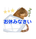 Johnny ＆ Chocola ❺（個別スタンプ：5）