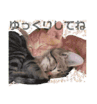 Johnny ＆ Chocola ❺（個別スタンプ：7）