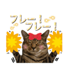 Johnny ＆ Chocola ❺（個別スタンプ：11）