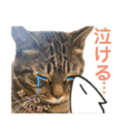 Johnny ＆ Chocola ❺（個別スタンプ：17）
