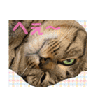 Johnny ＆ Chocola ❺（個別スタンプ：19）