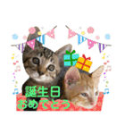 Johnny ＆ Chocola ❺（個別スタンプ：29）