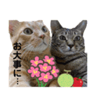 Johnny ＆ Chocola ❺（個別スタンプ：32）