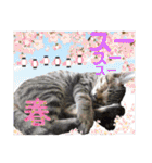 Johnny ＆ Chocola ❺（個別スタンプ：37）