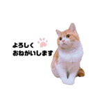 とねのスタンプ③ときどきトム（個別スタンプ：16）