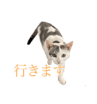 ＊愉快な猫たち＊（個別スタンプ：6）