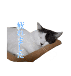 ＊愉快な猫たち＊（個別スタンプ：8）