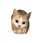 ＊愉快な猫たち＊（個別スタンプ：18）