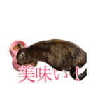 ＊愉快な猫たち＊（個別スタンプ：19）