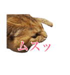 ＊愉快な猫たち＊（個別スタンプ：20）