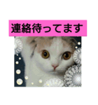スコタンからの挨拶（個別スタンプ：1）