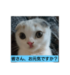 スコタンからの挨拶（個別スタンプ：2）