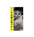 スコタンからの挨拶（個別スタンプ：3）