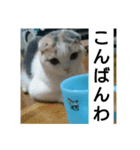 スコタンからの挨拶（個別スタンプ：4）