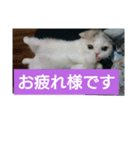 スコタンからの挨拶（個別スタンプ：6）