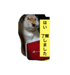 スコタンからの挨拶（個別スタンプ：7）