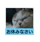 スコタンからの挨拶（個別スタンプ：8）