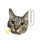 ごまむぎスタンプ3（個別スタンプ：1）