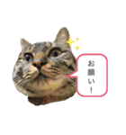 ごまむぎスタンプ3（個別スタンプ：8）