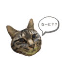 ごまむぎスタンプ3（個別スタンプ：20）