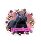 ごまむぎスタンプ3（個別スタンプ：21）