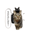 ごまむぎスタンプ3（個別スタンプ：26）