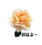 yasuおばさんの薔薇言葉R3（個別スタンプ：1）