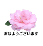 yasuおばさんの薔薇言葉R3（個別スタンプ：2）