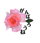 yasuおばさんの薔薇言葉R3（個別スタンプ：34）