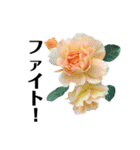 yasuおばさんの薔薇言葉R3（個別スタンプ：35）