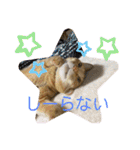 まりょんくんスタンプ2（個別スタンプ：3）