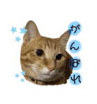 まりょんくんスタンプ2（個別スタンプ：17）