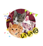 まりょんくんスタンプ2（個別スタンプ：31）