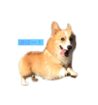 ・コーギームン君（個別スタンプ：6）