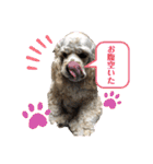 我が家のアメコカとんちんかん（個別スタンプ：3）