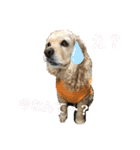 我が家のアメコカとんちんかん（個別スタンプ：15）