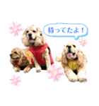 我が家のアメコカとんちんかん（個別スタンプ：24）