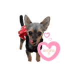 ヨーチワ♡挨拶編（個別スタンプ：1）