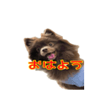 ラクちゃんとの日常 vol.1（個別スタンプ：1）