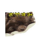 ラクちゃんとの日常 vol.1（個別スタンプ：2）