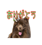 ラクちゃんとの日常 vol.1（個別スタンプ：7）